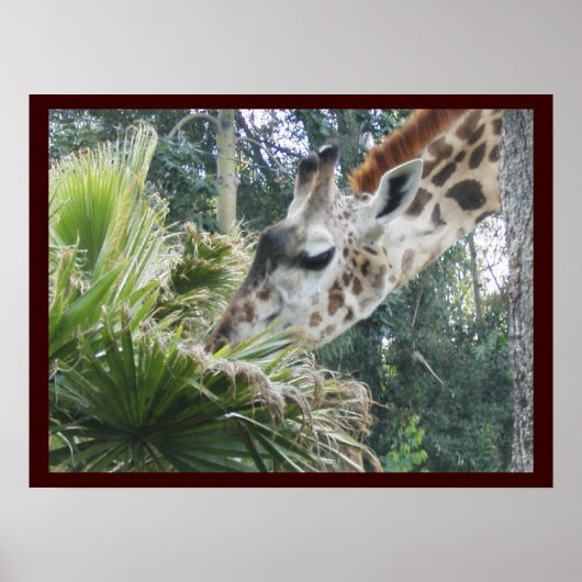 Giraffe in Lunch Poster (Voorkant)