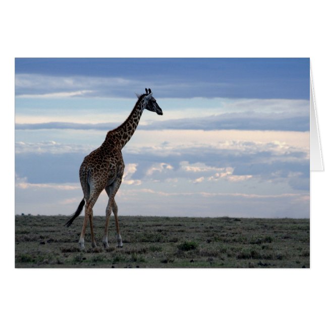 giraffe in maasai mara (Voorkant Horizontaal)
