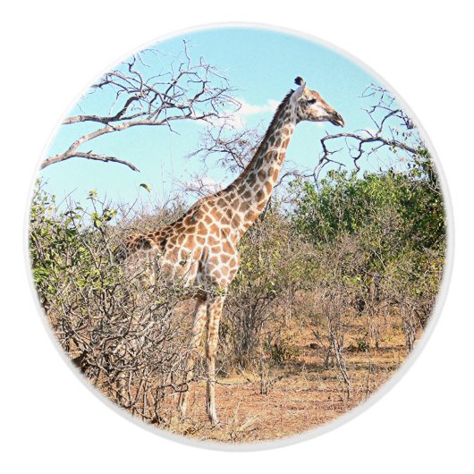 GIRAFFE IN NATUURLIJKE HABITAT (BOTSWANA) KERAMISCHE KNOP (Voorkant)