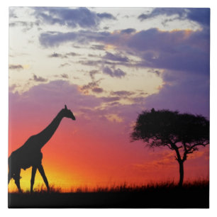 Giraffe in silhouet bij zonsopgang, Giraffa Tegeltje