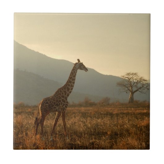 Giraffe in the Savannah Tegeltje (Voorkant)