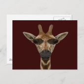 Giraffe Incognito Briefkaart (Voorkant / Achterkant)