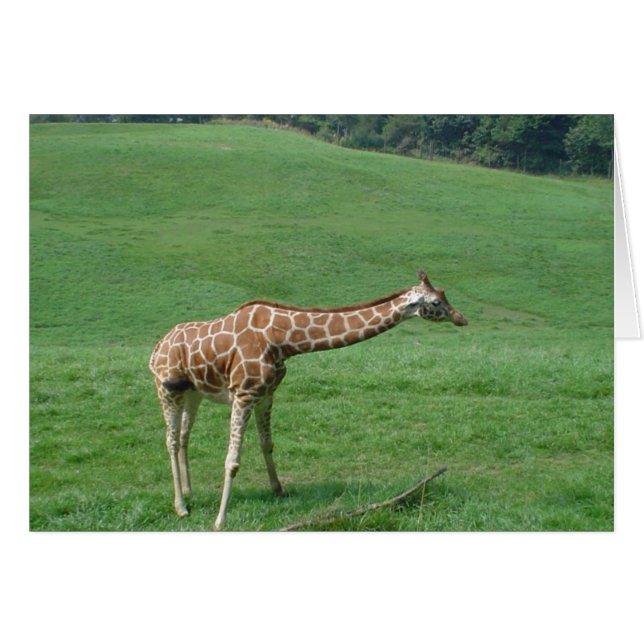 Giraffe kaart! (Voorkant Horizontaal)