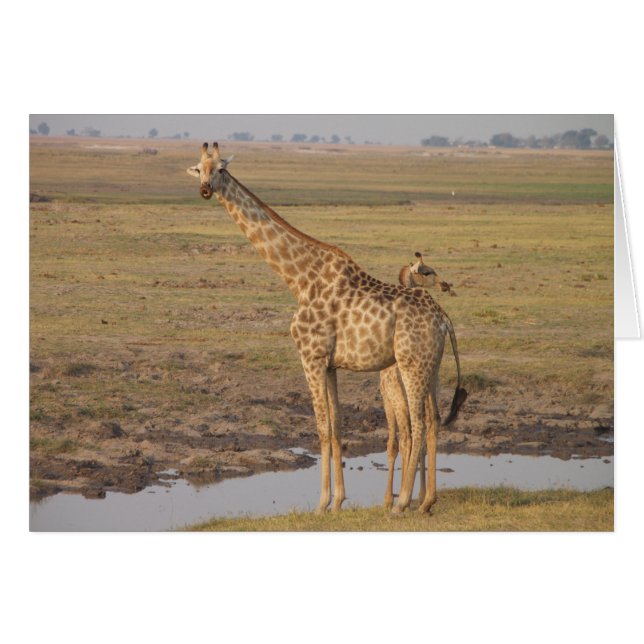 Giraffe-kaart (Voorkant Horizontaal)