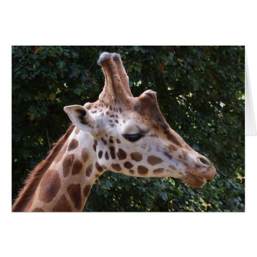 Giraffe Kaart (Voorkant Horizontaal)