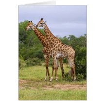 Giraffe-kaart