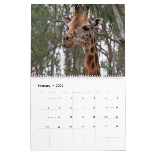 Giraffe Kalender (Feb 2026)