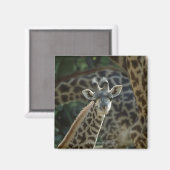 Giraffe kalf met giraffen magneet (Voorkant / Achterkant)