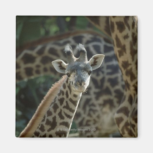 Giraffe kalf met giraffen magneet (Voorkant)