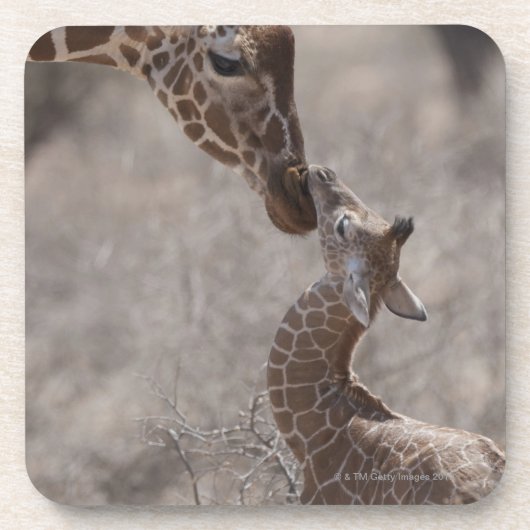 Giraffe, Kenia, Afrika Bier Onderzetter (Voorkant)