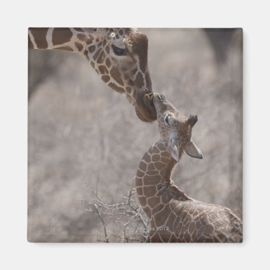 Giraffe, Kenia, Afrika Magneet (Voorkant)