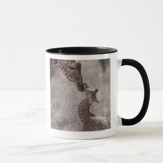 Giraffe, Kenia, Afrika Mok (Rechts)