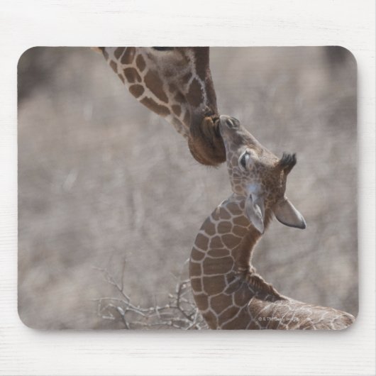 Giraffe, Kenia, Afrika Muismat (Voorkant)