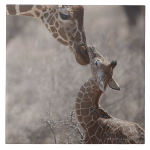 Giraffe, Kenia, Afrika Tegeltje