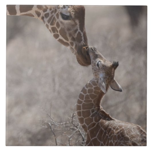 Giraffe, Kenia, Afrika Tegeltje (Voorkant)