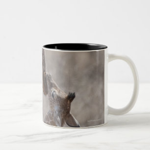 Giraffe, Kenia, Afrika Tweekleurige Koffiemok