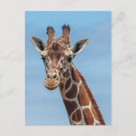 Giraffe kijkt naar me briefkaart