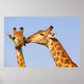 Giraffe Kiss Poster (Voorkant)