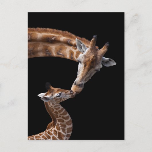 Giraffe Kisses Briefkaart (Voorkant)