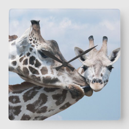 Giraffe Kisses her Calf Vierkante Klok (Voorkant)