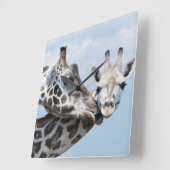 Giraffe Kisses her Calf Vierkante Klok (Hoek)