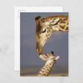 Giraffe KissingBaby Giraffe Briefkaart (Voorkant / Achterkant)
