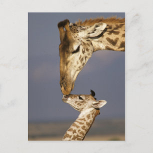 Giraffe KissingBaby Giraffe Briefkaart
