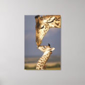 Giraffe KissingBaby Giraffe Canvas Afdruk (Voorkant)