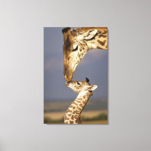 Giraffe KissingBaby Giraffe Canvas Afdruk