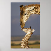 Giraffe KissingBaby Giraffe Poster (Voorkant)