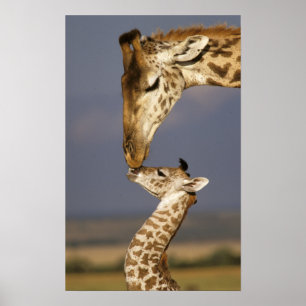 Giraffe KissingBaby Giraffe Poster