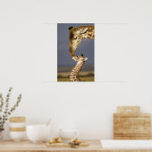 Giraffe KissingBaby Giraffe Poster (Keuken)