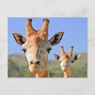 Giraffe komt dicht bij briefkaart