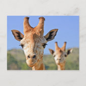 Giraffe komt dicht bij briefkaart (Voorkant)
