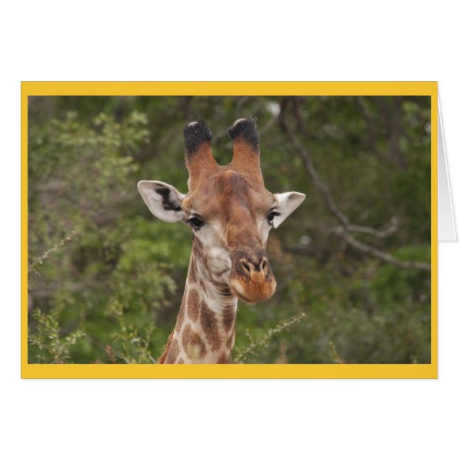 Giraffe kop (Voorkant Horizontaal)