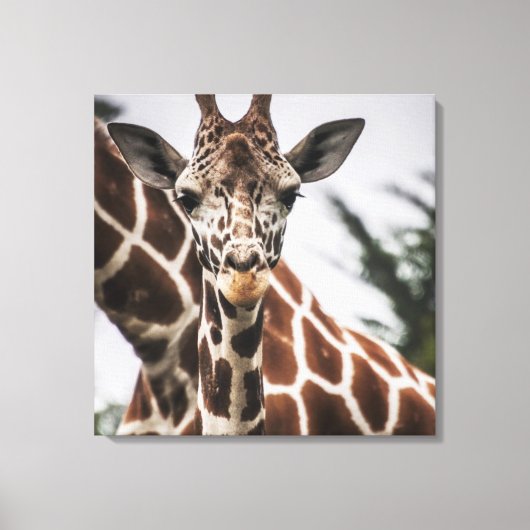 Giraffe kop Giraffe print Afrikaans dier (Voorkant)