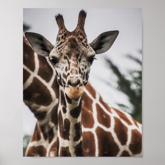 Giraffe kop Giraffe print Afrikaans dier (Voorkant)