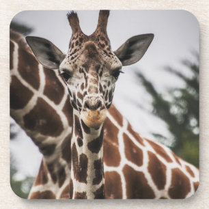 Giraffe kop Giraffe print Afrikaans dier Bier Onderzetter