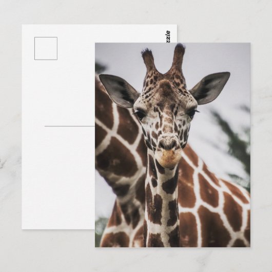 Giraffe kop Giraffe print Afrikaans dier Briefkaart (Voorkant / Achterkant)