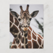 Giraffe kop Giraffe print Afrikaans dier Briefkaart (Voorkant)