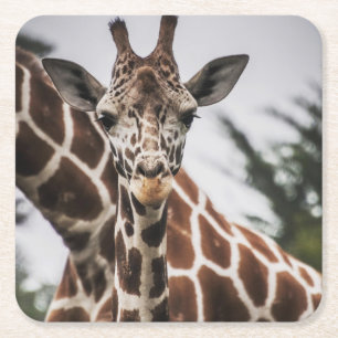 Giraffe kop Giraffe print Afrikaans dier Kartonnen Onderzetters