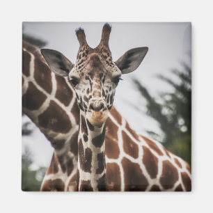 Giraffe kop Giraffe print Afrikaans dier Magneet