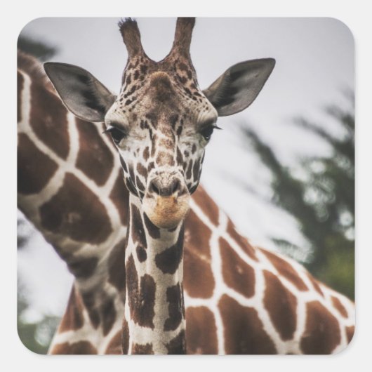 Giraffe kop Giraffe print Afrikaans dier Vierkante Sticker (Voorkant)