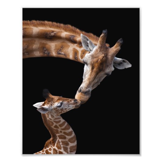 Giraffe Kus Print Foto Afdruk (Voorkant)