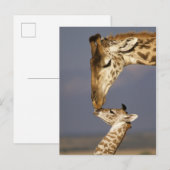 Giraffe kust baby giraffe briefkaart (Voorkant / Achterkant)