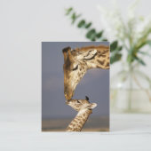 Giraffe kust baby giraffe briefkaart (Staand voorkant)