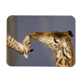 Giraffe kust baby giraffe magneet (Horizontaal)