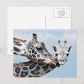 Giraffe kust haar kalf briefkaart (Voorkant / Achterkant)
