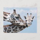 Giraffe kust haar kalf briefkaart (Voorkant)