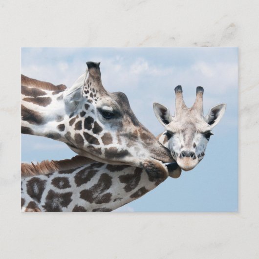 Giraffe kust haar kalf briefkaart (Voorkant)